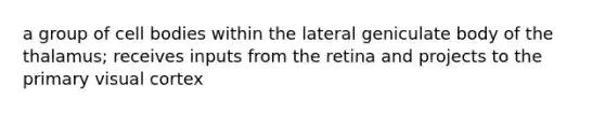 a group of cell bodies within the lateral geniculate body of the thalamus; receives inputs from the retina and projects to the primary visual cortex
