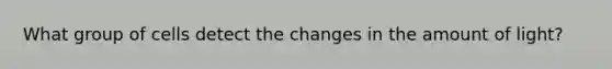 What group of cells detect the changes in the amount of light?