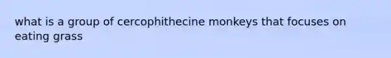 what is a group of cercophithecine monkeys that focuses on eating grass