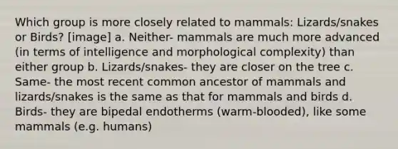 Which group is more closely related to mammals: Lizards/snakes or Birds? [image] a. Neither- mammals are much more advanced (in terms of intelligence and morphological complexity) than either group b. Lizards/snakes- they are closer on the tree c. Same- the most recent common ancestor of mammals and lizards/snakes is the same as that for mammals and birds d. Birds- they are bipedal endotherms (warm-blooded), like some mammals (e.g. humans)