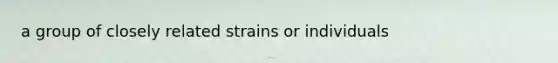 a group of closely related strains or individuals