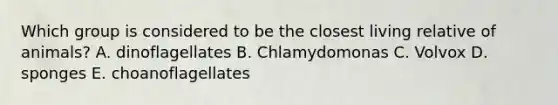 Which group is considered to be the closest living relative of animals? A. dinoflagellates B. Chlamydomonas C. Volvox D. sponges E. choanoflagellates