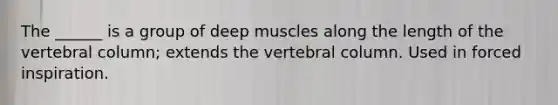 The ______ is a group of deep muscles along the length of the vertebral column; extends the vertebral column. Used in forced inspiration.