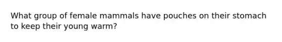 What group of female mammals have pouches on their stomach to keep their young warm?