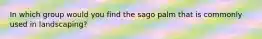 In which group would you find the sago palm that is commonly used in landscaping?