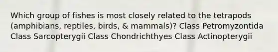 Which group of fishes is most closely related to the tetrapods (amphibians, reptiles, birds, & mammals)? Class Petromyzontida Class Sarcopterygii Class Chondrichthyes Class Actinopterygii