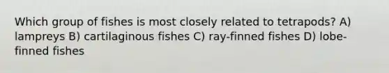 Which group of fishes is most closely related to tetrapods? A) lampreys B) cartilaginous fishes C) ray-finned fishes D) lobe-finned fishes