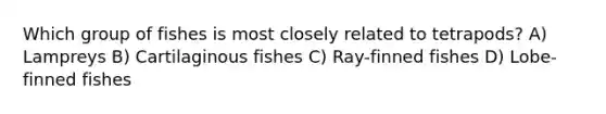 Which group of fishes is most closely related to tetrapods? A) Lampreys B) Cartilaginous fishes C) Ray-finned fishes D) Lobe-finned fishes