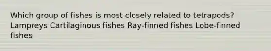 Which group of fishes is most closely related to tetrapods? Lampreys Cartilaginous fishes Ray-finned fishes Lobe-finned fishes