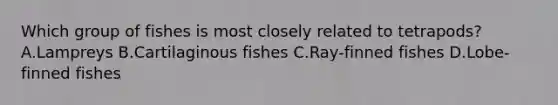 Which group of fishes is most closely related to tetrapods?A.Lampreys B.Cartilaginous fishes C.Ray-finned fishes D.Lobe-finned fishes