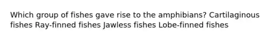 Which group of fishes gave rise to the amphibians? Cartilaginous fishes Ray-finned fishes Jawless fishes Lobe-finned fishes