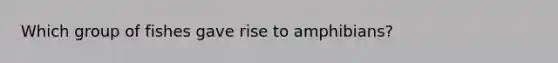 Which group of fishes gave rise to amphibians?