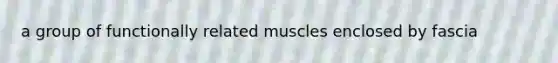 a group of functionally related muscles enclosed by fascia