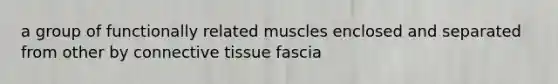 a group of functionally related muscles enclosed and separated from other by connective tissue fascia