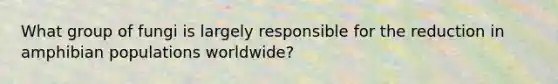 What group of fungi is largely responsible for the reduction in amphibian populations worldwide?