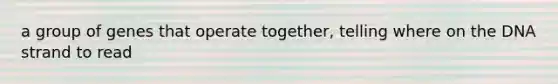 a group of genes that operate together, telling where on the DNA strand to read