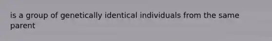 is a group of genetically identical individuals from the same parent