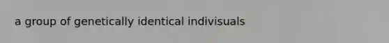 a group of genetically identical indivisuals