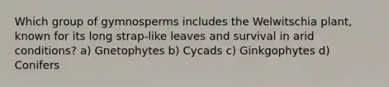 Which group of gymnosperms includes the Welwitschia plant, known for its long strap-like leaves and survival in arid conditions? a) Gnetophytes b) Cycads c) Ginkgophytes d) Conifers