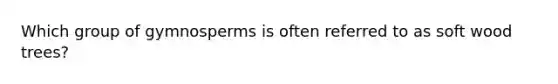 Which group of gymnosperms is often referred to as soft wood trees?