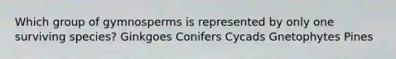 Which group of gymnosperms is represented by only one surviving species? Ginkgoes Conifers Cycads Gnetophytes Pines