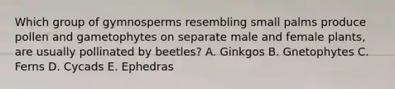 Which group of gymnosperms resembling small palms produce pollen and gametophytes on separate male and female plants, are usually pollinated by beetles? A. Ginkgos B. Gnetophytes C. Ferns D. Cycads E. Ephedras