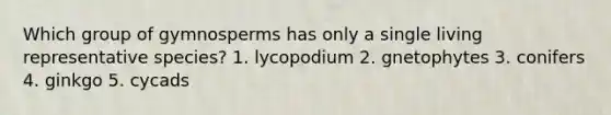 Which group of gymnosperms has only a single living representative species? 1. lycopodium 2. gnetophytes 3. conifers 4. ginkgo 5. cycads