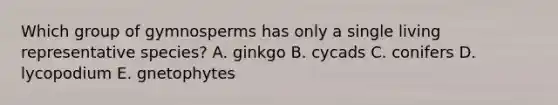 Which group of gymnosperms has only a single living representative species? A. ginkgo B. cycads C. conifers D. lycopodium E. gnetophytes