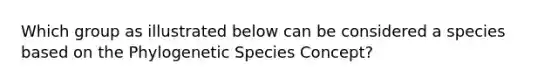 Which group as illustrated below can be considered a species based on the Phylogenetic Species Concept?