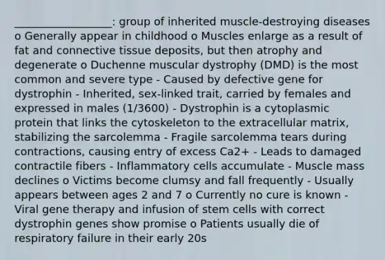 __________________: group of inherited muscle-destroying diseases o Generally appear in childhood o Muscles enlarge as a result of fat and connective tissue deposits, but then atrophy and degenerate o Duchenne muscular dystrophy (DMD) is the most common and severe type - Caused by defective gene for dystrophin - Inherited, sex-linked trait, carried by females and expressed in males (1/3600) - Dystrophin is a cytoplasmic protein that links the cytoskeleton to the extracellular matrix, stabilizing the sarcolemma - Fragile sarcolemma tears during contractions, causing entry of excess Ca2+ - Leads to damaged contractile fibers - Inflammatory cells accumulate - Muscle mass declines o Victims become clumsy and fall frequently - Usually appears between ages 2 and 7 o Currently no cure is known - Viral gene therapy and infusion of stem cells with correct dystrophin genes show promise o Patients usually die of respiratory failure in their early 20s