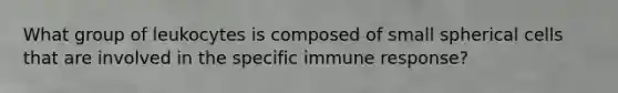 What group of leukocytes is composed of small spherical cells that are involved in the specific immune response?