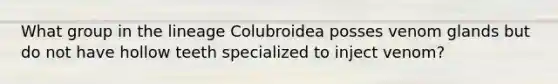 What group in the lineage Colubroidea posses venom glands but do not have hollow teeth specialized to inject venom?