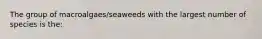 The group of macroalgaes/seaweeds with the largest number of species is the: