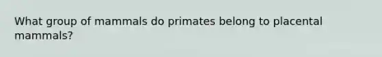 What group of mammals do primates belong to placental mammals?