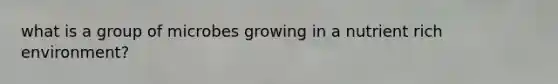 what is a group of microbes growing in a nutrient rich environment?