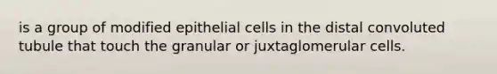 is a group of modified epithelial cells in the distal convoluted tubule that touch the granular or juxtaglomerular cells.