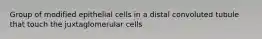 Group of modified epithelial cells in a distal convoluted tubule that touch the juxtaglomerular cells