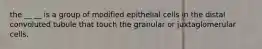 the __ __ is a group of modified epithelial cells in the distal convoluted tubule that touch the granular or juxtaglomerular cells.