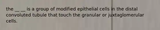 the __ __ is a group of modified epithelial cells in the distal convoluted tubule that touch the granular or juxtaglomerular cells.