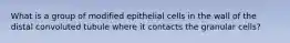 What is a group of modified epithelial cells in the wall of the distal convoluted tubule where it contacts the granular cells?