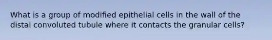 What is a group of modified epithelial cells in the wall of the distal convoluted tubule where it contacts the granular cells?