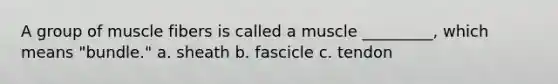 A group of muscle fibers is called a muscle _________, which means "bundle." a. sheath b. fascicle c. tendon