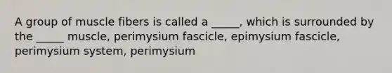 A group of muscle fibers is called a _____, which is surrounded by the _____ muscle, perimysium fascicle, epimysium fascicle, perimysium system, perimysium