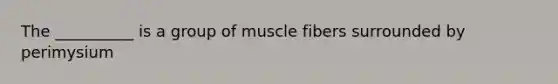 The __________ is a group of muscle fibers surrounded by perimysium