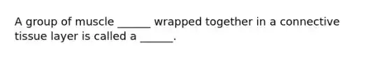 A group of muscle ______ wrapped together in a connective tissue layer is called a ______.