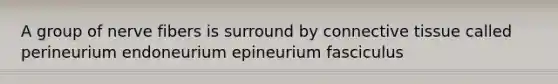 A group of nerve fibers is surround by connective tissue called perineurium endoneurium epineurium fasciculus