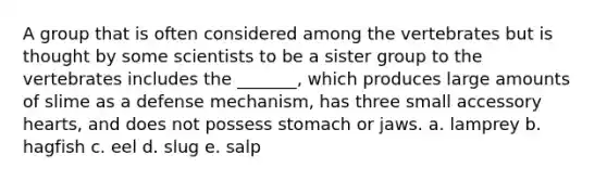 A group that is often considered among the vertebrates but is thought by some scientists to be a sister group to the vertebrates includes the _______, which produces large amounts of slime as a defense mechanism, has three small accessory hearts, and does not possess stomach or jaws. a. lamprey b. hagfish c. eel d. slug e. salp