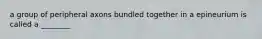 a group of peripheral axons bundled together in a epineurium is called a ________