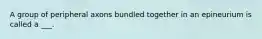 A group of peripheral axons bundled together in an epineurium is called a ___.