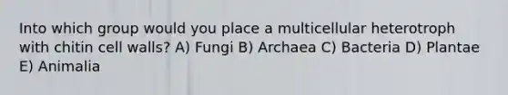 Into which group would you place a multicellular heterotroph with chitin cell walls? A) Fungi B) Archaea C) Bacteria D) Plantae E) Animalia